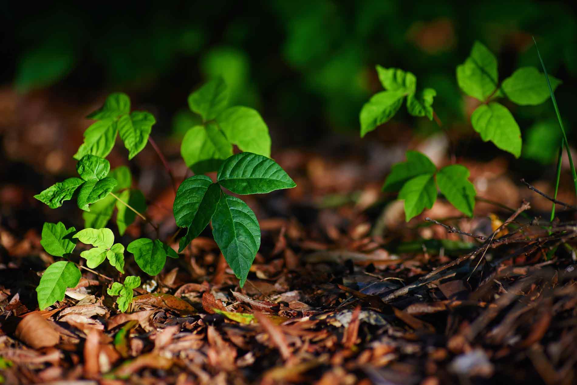 poison ivy growing in georgia